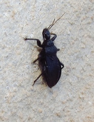 Coranus carbonarius