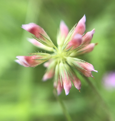 Trifolium bifidum