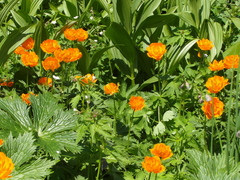 Trollius vitalii