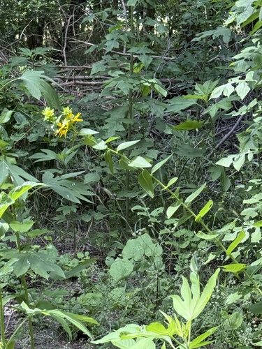 Silphium radula, photograph 4
