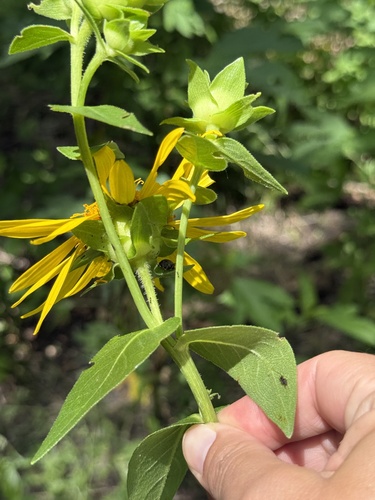 Silphium radula, photograph 5