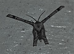 Phazaca interrupta