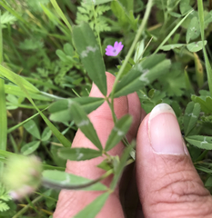 Trifolium bifidum