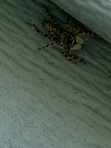 Tan Jumping Spider