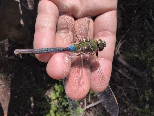 iNaturalist observation photo of Common Green Darner