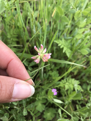 Trifolium bifidum