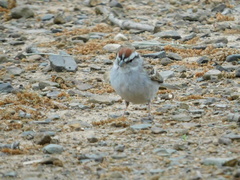 Spizella passerina passerina