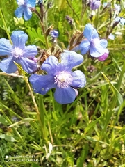 Anchusa azurea