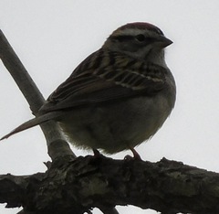 Spizella passerina passerina