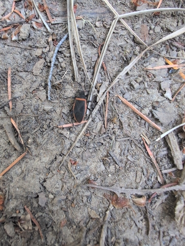 iNaturalist observation photo of Largus