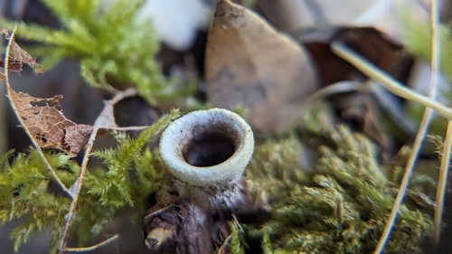 iNaturalist observation photo of Nidula