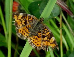 Phyciodes cocyta selenis