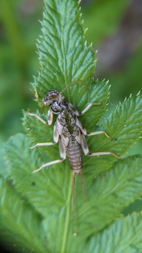 iNaturalist observation photo of Calineuria
