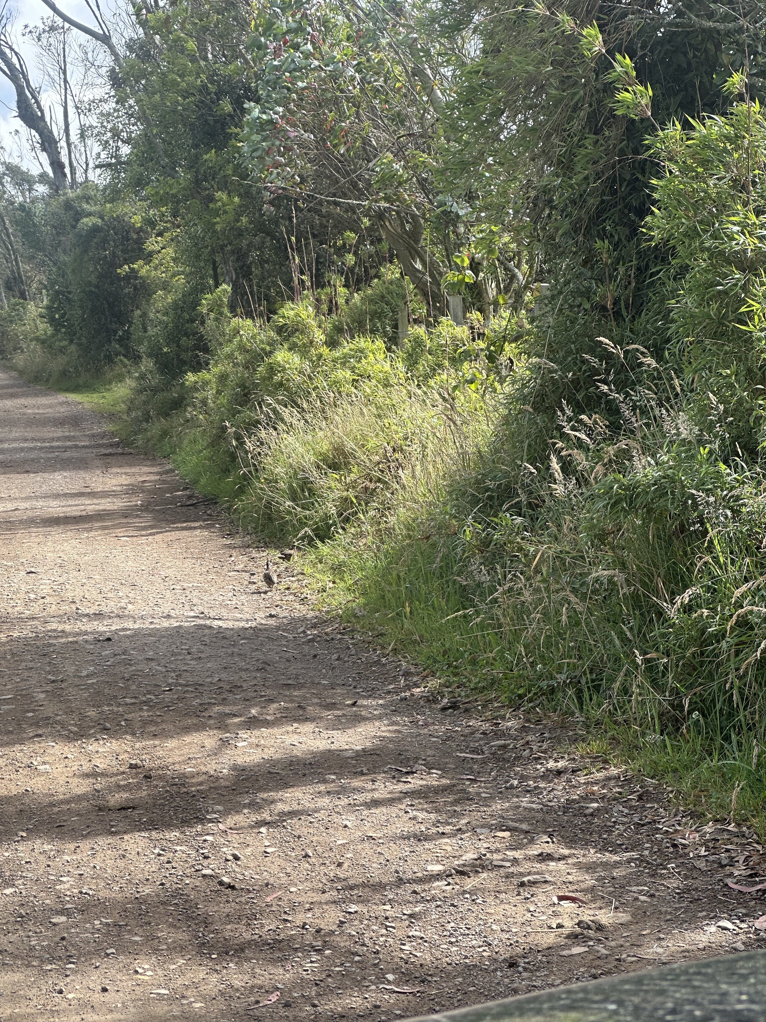 Crested Bobwhite (Colinus cristatus), photo 8