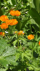 Geranium krylovii