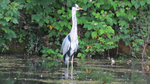 iNaturalist image