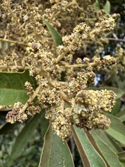 Oreopanax incisus