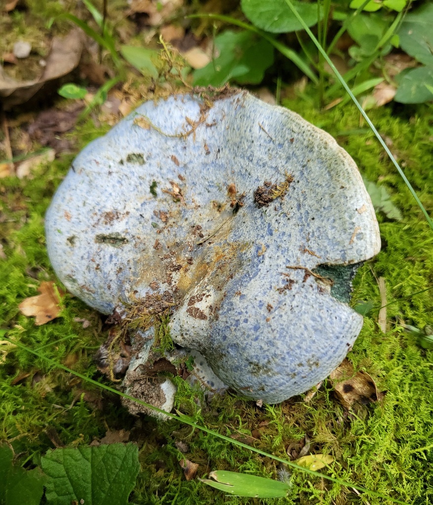 indigo milk cap · June 2026 · photo: Photo: (c) Curtis Burke, some rights reserved (CC BY) · iNaturalist