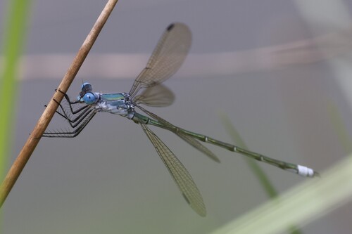 Amber-winged Spreadwing photo 5