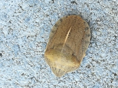 Eurygaster austriaca