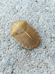 Eurygaster austriaca