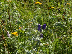 Tanacetum vulgare boreale