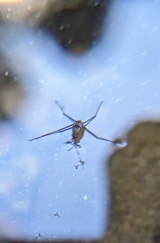 iNaturalist observation photo of Gerrini