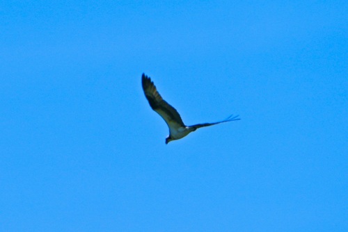 iNaturalist image