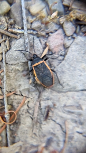 iNaturalist observation photo of Largus