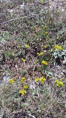 Euphorbia petrophila