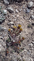 Euphorbia petrophila
