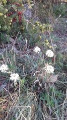 Noccaea macrantha