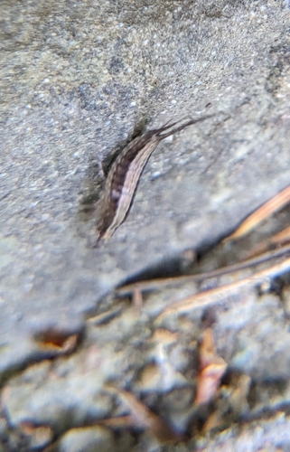 iNaturalist observation photo of Rock Bristletails