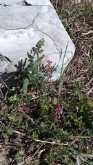 Fumaria kralikii