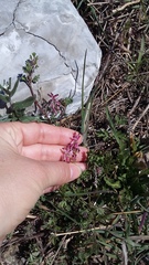 Fumaria kralikii