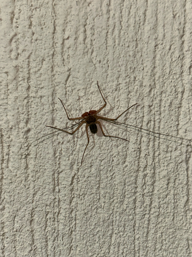 Phrynus operculatus