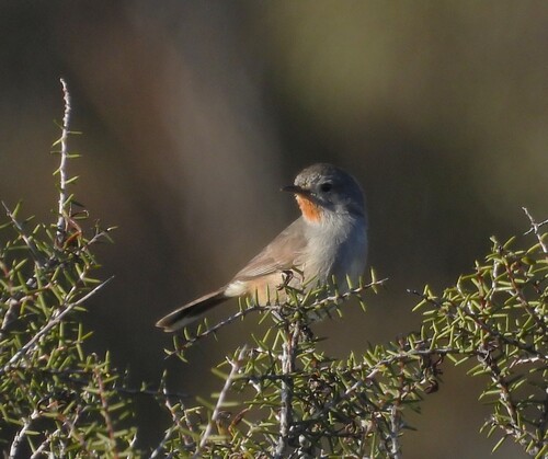 Redthroat