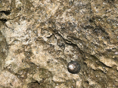 Cellana exarata observed 2026-06-01