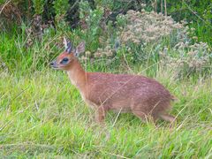Cape Grysbok photo 3