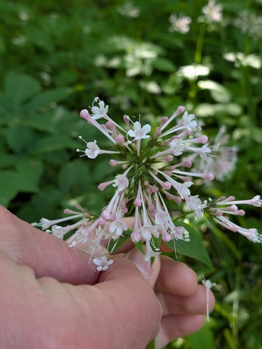 Valeriana pauciflora