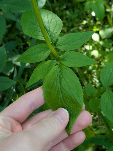 Valeriana pauciflora, photograph 2