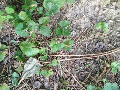 mock strawberry