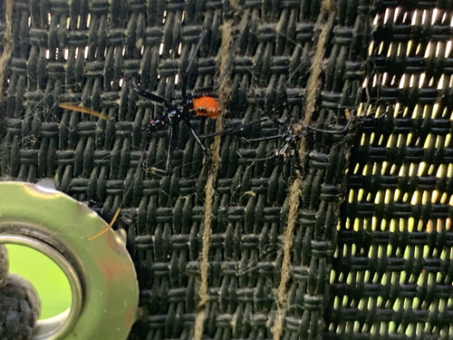 North American Wheel Bug
