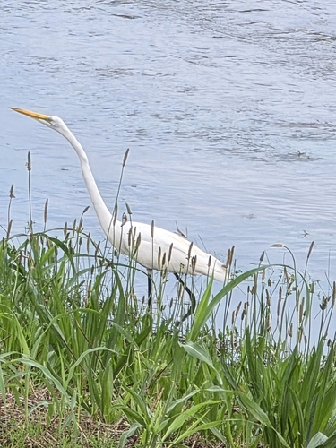 iNaturalist image