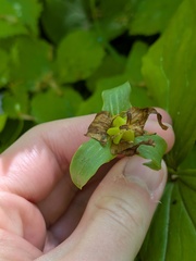 Trillium flexipes, photograph (c) Michael, Antoni and Nihat Hinczewski, some rights reserved (CC BY)