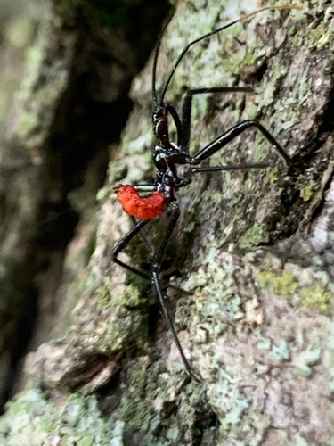North American Wheel Bug