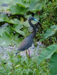 Egretta tricolor image