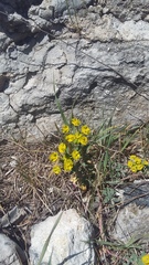 Euphorbia glareosa