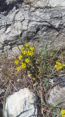 Euphorbia glareosa