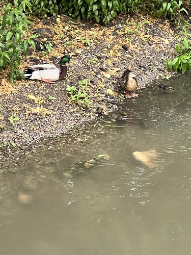 iNaturalist: (c) chi_guy, some rights reserved (CC BY-NC) iNaturalist image